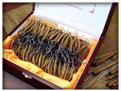 金平冬虫夏草回收